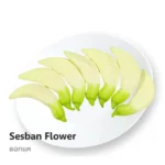 White Agasta Flower 100g