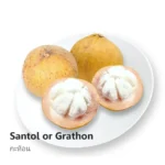 Sweet Santol (Price Per Kg)