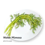 Water Mimosa 200g