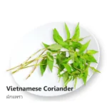 Vietnamese Coriander 100g