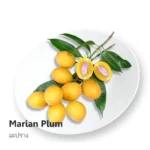 Mariam Plum 500g