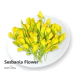 Yellow Sesbania Flower 100g