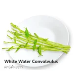 Water Convolvulus 200g